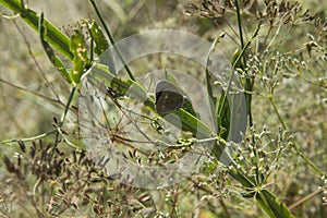 close-up: pearly heath butterfly with the reddish yellow undeside