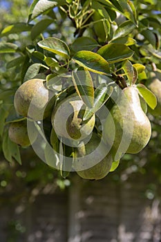 Close up of pears growing on tree