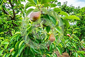 Close up of Pears in a Tree of an Orchard near Osoyoos