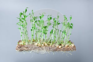Close-up of peas microgreens with seeds and roots. Sprouting Microgreens. Seed Germination at home. Vegan and healthy