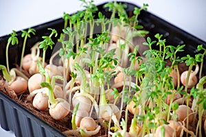 Close-up of peas microgreens with seeds and roots. Sprouting Microgreens. Seed Germination at home. Vegan and healthy