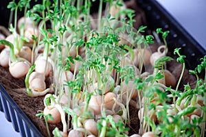 Close-up of peas microgreens with seeds and roots. Sprouting Microgreens. Seed Germination at home. Vegan and healthy