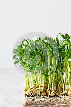 Close-up of peas microgreens with seeds and roots. Sprouting Microgreens. Seed Germination at home. Vegan and healthy eating