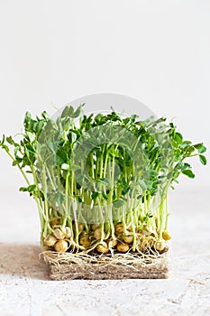 Close-up of peas microgreens with seeds and roots. Sprouting Microgreens. Seed Germination at home. Vegan and healthy eating