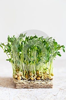 Close-up of peas microgreens with seeds and roots. Sprouting Microgreens. Seed Germination at home. Vegan and healthy eating photo