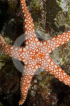 Close-up of a Pebbled sea star.