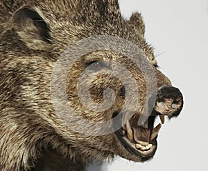 A Close Up Peccary, Also Called Javelina photo