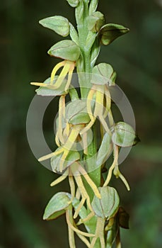 close up of the pedicil with flowers of the Aceras anthrophorum, Man Orchid plant