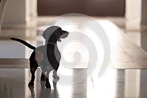 Close up pedigree dog, dachshund standing in hall of modern house