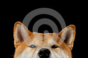 Close-up peeking Shiba inu Dog, Looks Curious, Black Background