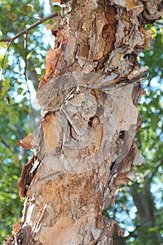 Close up of the peeling bark of a River Birch Tree in North Carolina photo
