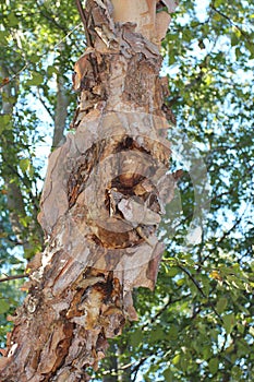 Close up of the peeling bark of the trunk of a River Birch Tree in North Carolina photo