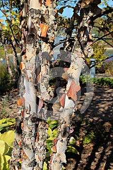 Close up of the peeling brown and white bark of a River Birch tree in Sinissippi Park in Illinois