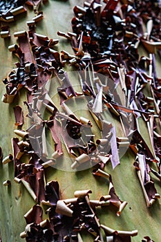 Close up of peeling Madrone Arbutus menziesii bark, California