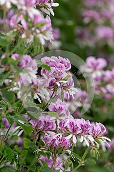 Pelargonium cordifolium flowers photo