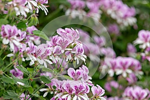 Pelargonium cordifolium flowers photo