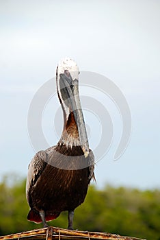 Close up on pelican