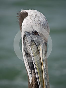 Close-up of a pelican