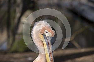 Close Up Of A Pelican At Artis Zoo Amsterdam The Netherlands 17-3-2023