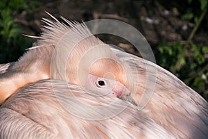 Close-up of Pelican bird. Beak under the wing. Wildlife. Amazing nature