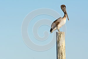 Close up of Pelican Bird Waiting on a Stilt