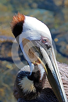 Close up of Pelican in Cabo San Lucas marina in Baja Mexico