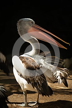 Close-up of a pelican.