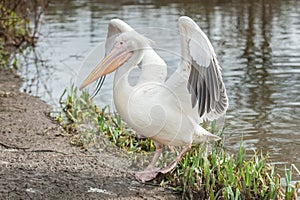 Pelican flapping wings photo