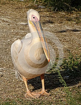 Close up with pelican - front view