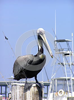 Close up of pelican at the harbor, Florida