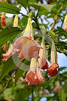 Close-up of pendulous Angel`s Trumpet flowers, Darjeeling, India