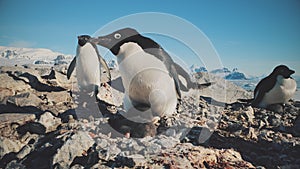 Close-up Penguin Family with Babies. Antarctica Shot Of Adelie Penguins