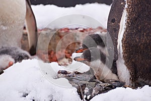 close-up of penguin hatchlings