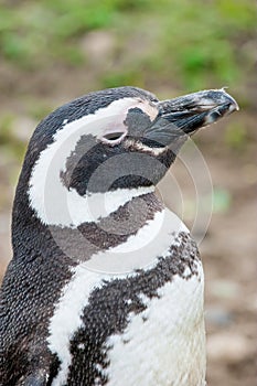 Close up of penguin in Punta Arenas