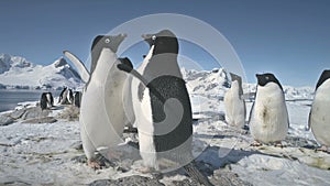 Close-up penguins flapping the wings. Antarctica.