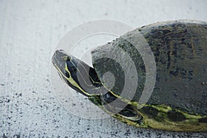 Close-up of Peninsula Turtle on Sidewalk