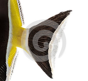 Close-up of a Pennant Coralfish's caudal fin