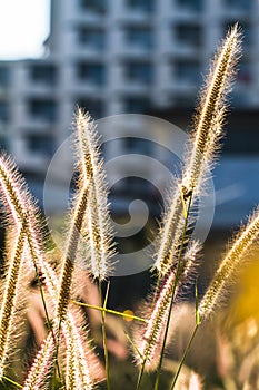 Close up Pennisetum pedicellatum Trin beautiful when the sunlight, which as the background.