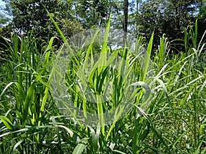 Close up Pennisetum purpureum Cenchrus purpureus Schumach, Napier grass, elephant grass, Uganda grass, kolonjono, suket gajah wi