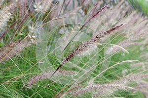 A close-up of pennisetum setaceum a plant covered in delicate frost,