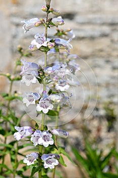 Penstemon
