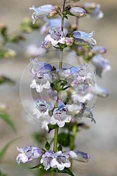 Penstemon