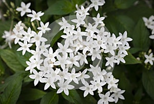 Close-up of Pentas lanceolata, small white flowers are blooming in the tropical garden