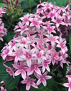 Close-up of Pentas lanceolatas flowers