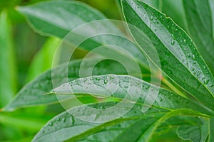Close up of peony leaves after the rain. Green foliage background. Water drops on leaf