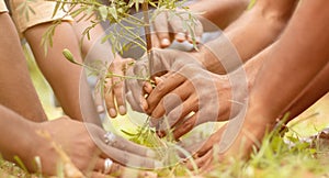 Close up of people hands planting tree seedling in park - volunteering, charity, people and ecology concept to save