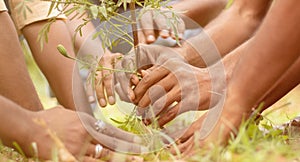 Close up of people hands planting tree seedling in park - volunteering, charity, people and ecology concept to save photo