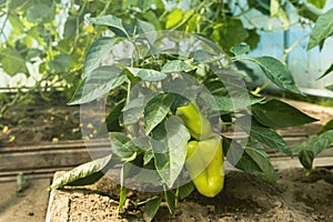 Close up of peppers grow in the greenhouse - Fresh healthy organic food, farming business concept.