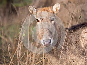 Close-up of a Pere David's Deer
