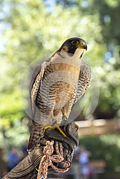 Close up of peregrin falcon perching on a handlers arm